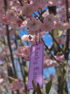 Air freshener - Cherry Blossom
